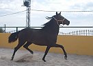 Andalusian - Horse for Sale in Elx/elche, Alicante,  03294