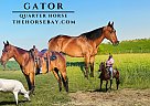 Quarter Horse - Horse for Sale in Hodgenville, KY 42748