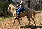 Saddlebred - Horse for Sale in Falkner, MS 38629