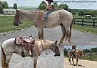 Draft - Horse for Sale in Lewisburg, TN 42455