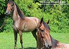 Tennessee Walking - Horse for Sale in Lewisburg, TN 37190