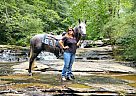Kentucky Mountain - Horse for Sale in Gillsville, GA 30543