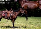 Quarter Horse - Horse for Sale in Lawton, IA 51030