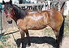Pony - Horse for Sale in Boulder, CO 80301