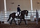 Friesian - Horse for Sale in Yankton, SD 57078