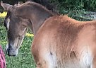 Miniature - Horse for Sale in Bradwardine, MB R0M0E0