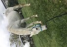 Quarter Horse - Horse for Sale in rhoadesville, VA 22542