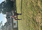 Thoroughbred - Horse for Sale in rhoadesville, VA 22542