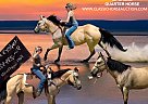 Quarter Horse - Horse for Sale in FORT PIERCE, FL 34945