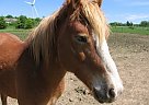 Haflinger - Horse for Sale in Varysburg, NY 14167