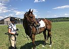 Horses For Sale In Pennsylvania - FREE Ads