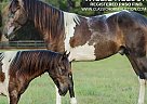 Paso Fino - Horse for Sale in Poplarville, MS 39470