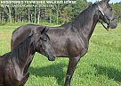 Tennessee Walking - Horse for Sale in PARKHILLS, MO 63601