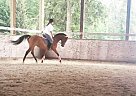 Trakehner - Horse for Sale in Langley, BC V3A 1A