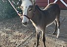 Donkey - Horse for Sale in Chico, CA 95928