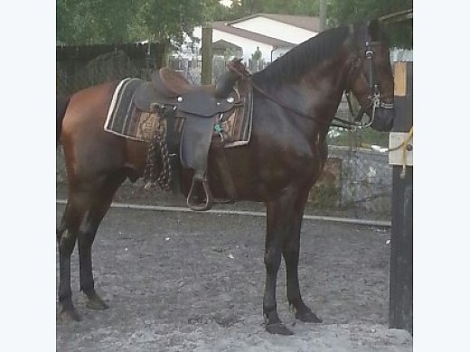 Paso Fino Horse Temperament