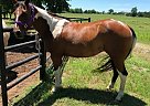 Paint - Horse for Sale in Claremore, OK 74017