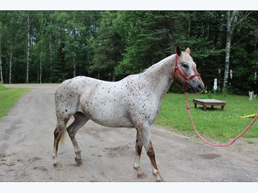 Project Horse - Appaloosa Horse for Sale in Mt. Iron, MN