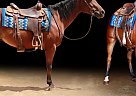 Quarter Horse - Horse for Sale in Austinville, VA 24312