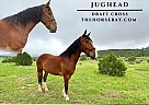 Draft - Horse for Sale in Roy, NM 87743