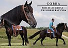 Friesian - Horse for Sale in Parkers Lake, KY 42634