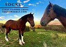 Gypsy Vanner - Horse for Sale in Roy, NM 87743
