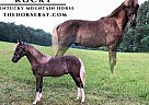 Kentucky Mountain - Horse for Sale in Rockholds, KY 40759