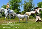 Appaloosa - Horse for Sale in Fort Collins, CO 80524