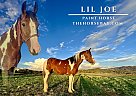 Paint - Horse for Sale in Roy, NM 87743