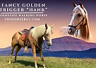 Tennessee Walking - Horse for Sale in New Haven, KY 40051