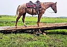 Appaloosa - Horse for Sale in Sebeka, MN 56477
