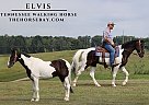 Tennessee Walking - Horse for Sale in Whitley City, KY 40701