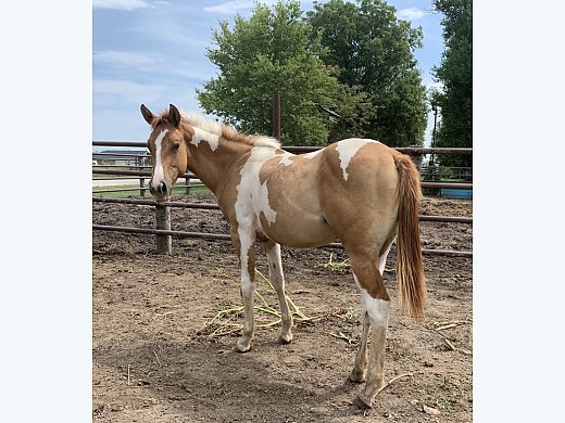 APHA red dun Filly