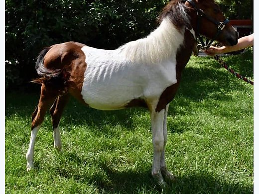 Paint Arab Cross Stallion Colt - Quarab Horse for Sale in Bloomfield, IN