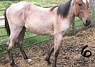 Quarter Horse - Horse for Sale in Little Fort, BC V0E2C0