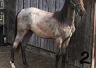 Quarter Horse - Horse for Sale in Little Fort, BC V0E2C0