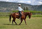 Quarter Horse - Horse for Sale in Kelowna, BC v1z 3s