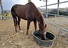 Quarter Horse - Horse for Sale in Perris, CA 92570