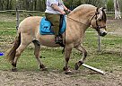 Fjord - Horse for Sale in Isanti, MN 55040