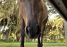 Quarter Horse - Horse for Sale in North Port, FL 34291