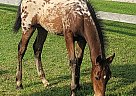 Appaloosa - Horse for Sale in Hill City, MN 55748