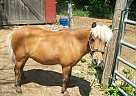 Miniature - Horse for Sale in Brackney, PA 18812