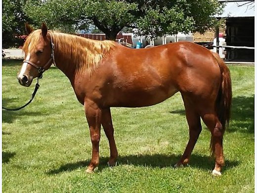 Flashy 2013 AQHA Mare