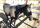 Friesian - Horse for Sale in Reno, NV 89508 Friesian - Horse for Sale in Reno, NV 89508