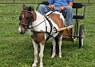 Miniature - Horse for Sale in El Dorado, KS 67042