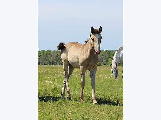 Draft Quarter Horse Cross