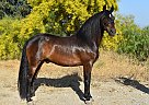 Andalusian - Horse for Sale in Sylmar, CA 91342