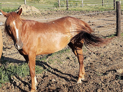 Sorrel Mustang Mare