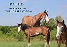 Draft - Horse for Sale in Mullin, TX 76864