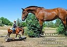 Mustang - Horse for Sale in Fort Collins, CO 80524